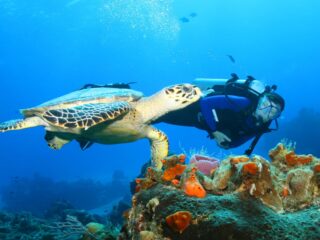 This Cozumel Diving Location Is Ranked As One Of The Best Globally