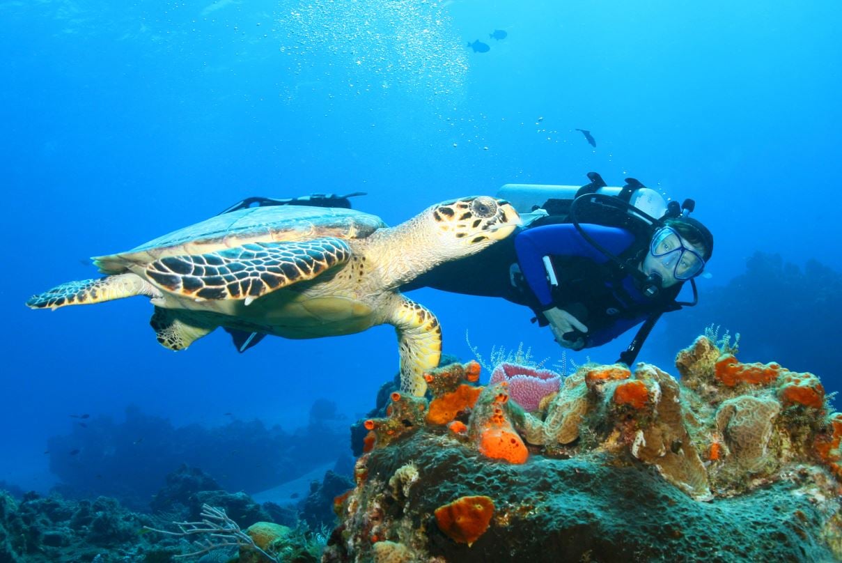 This Cozumel Diving Location Is Ranked As One Of The Best Globally ...