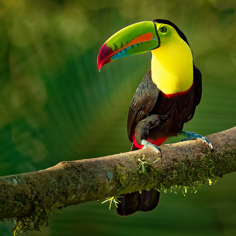 Toucan