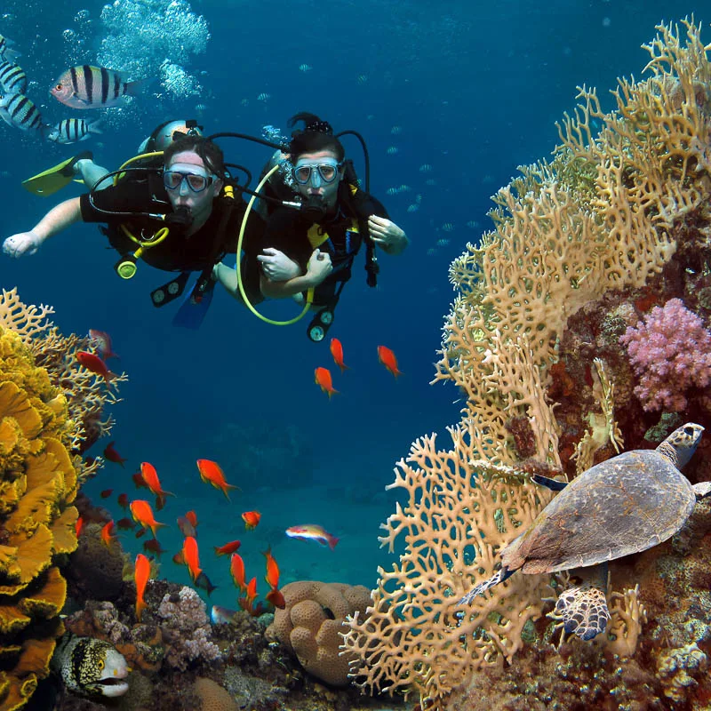 scuba diving near cancun with coral reefs