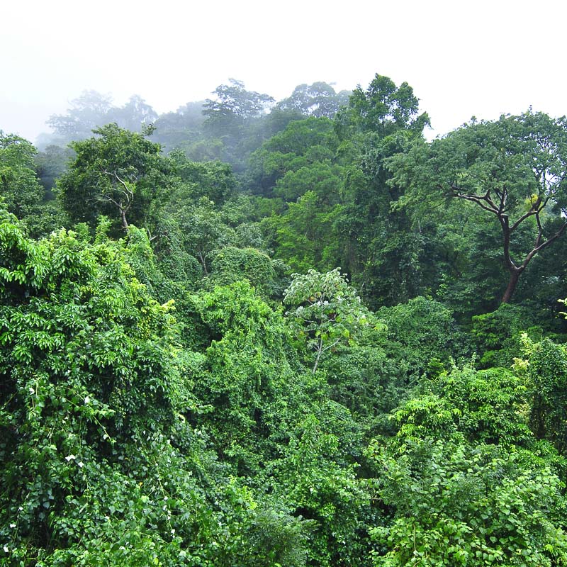 rainforest in quintana roo