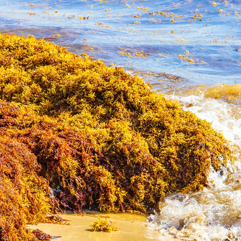 piles of sargassum