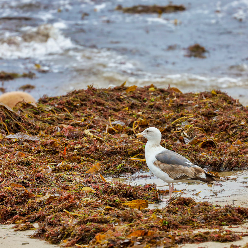 seagull and sargassum