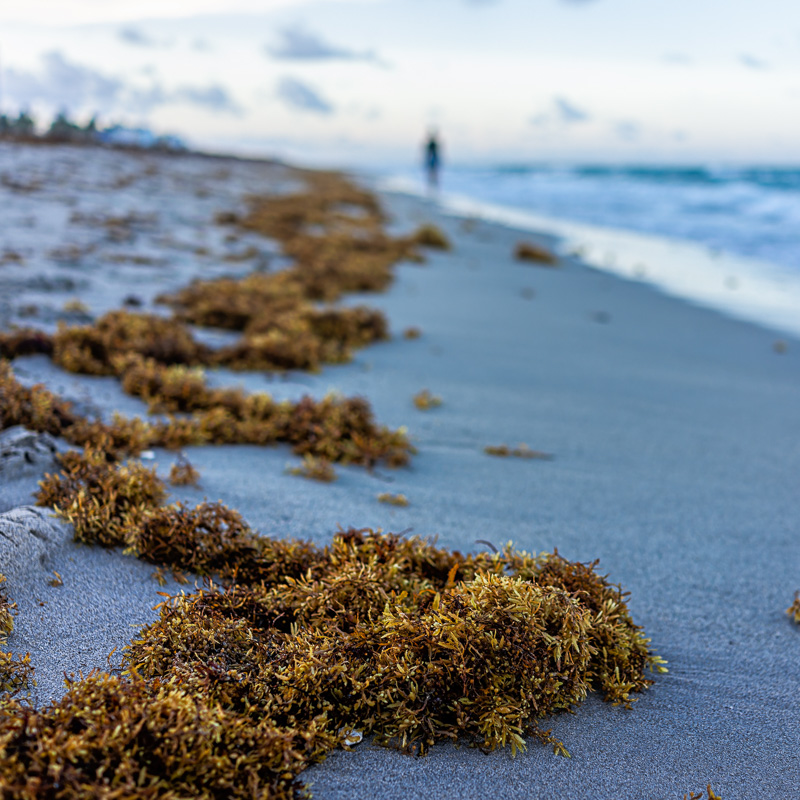 sargassum on beach