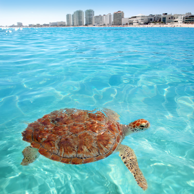 turtle in cancun