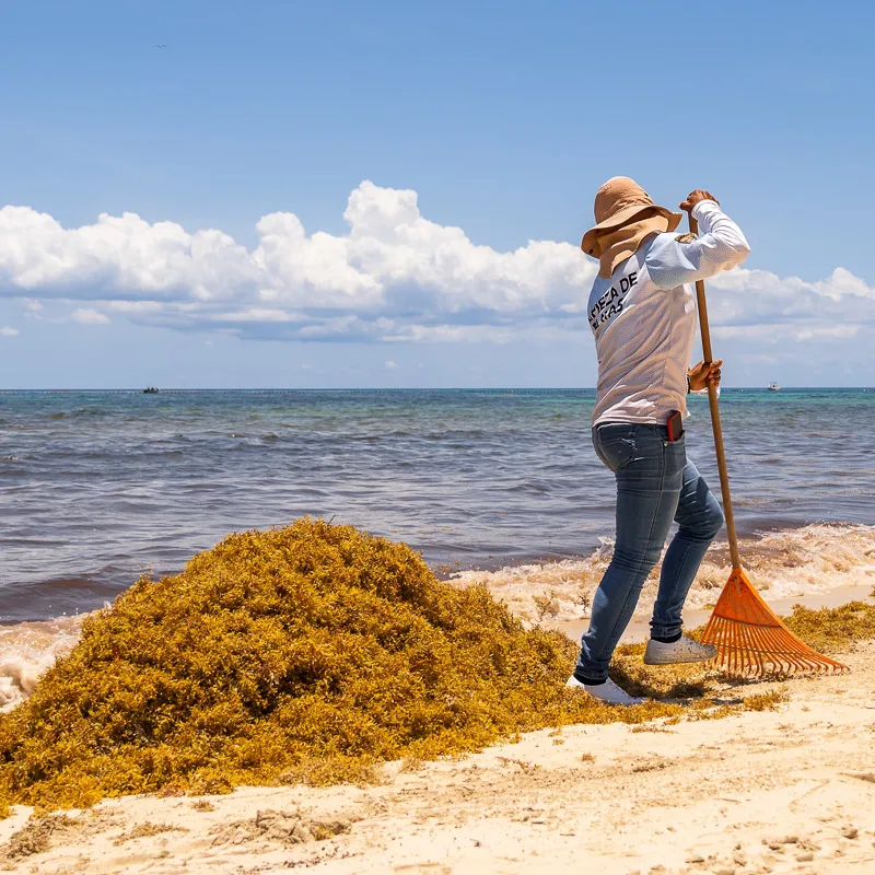 woman collecting sargassum