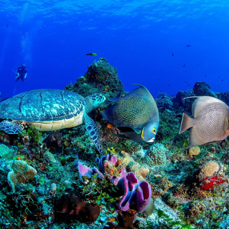 Fish swimming around coral in Cozumel, Mexico