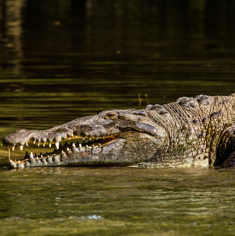 Crocodile In Mexico 