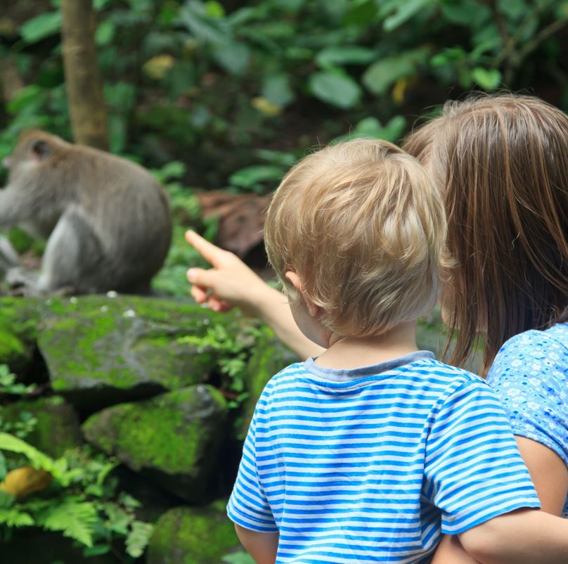 Family seeing monkeys in Quintana Roo 