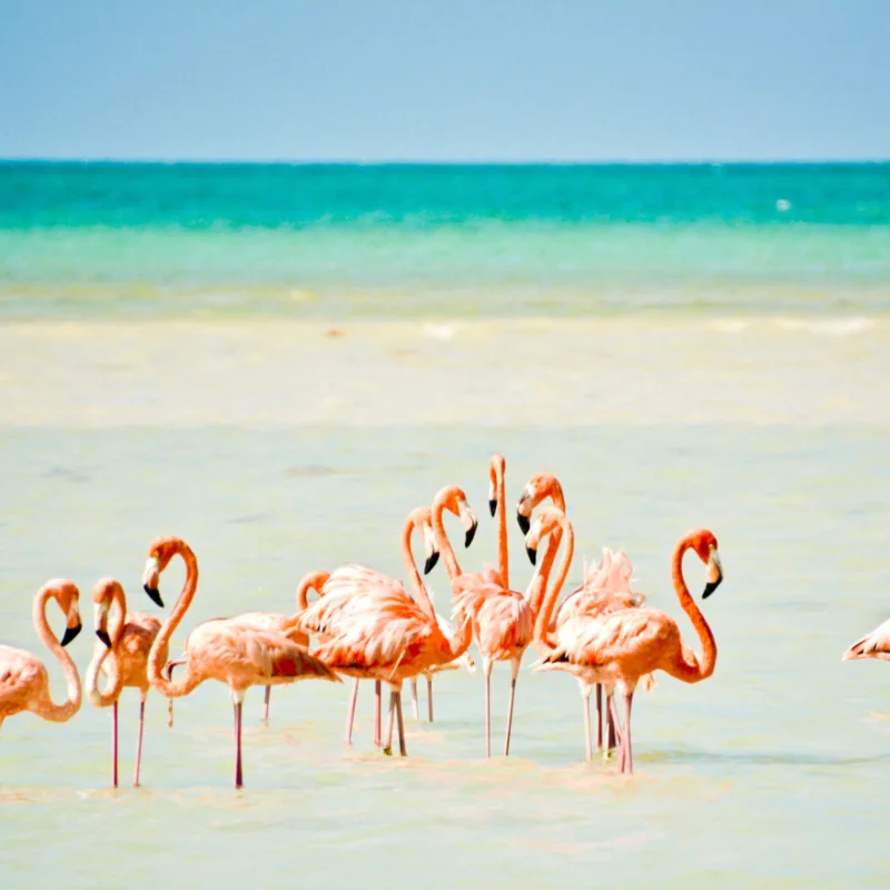 Pink flamingos near the ocean.