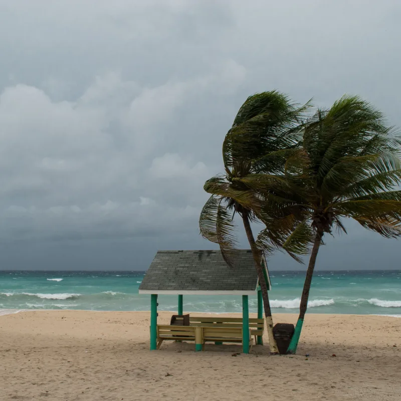 Palm Trees on a Beach Blowing in the Wind