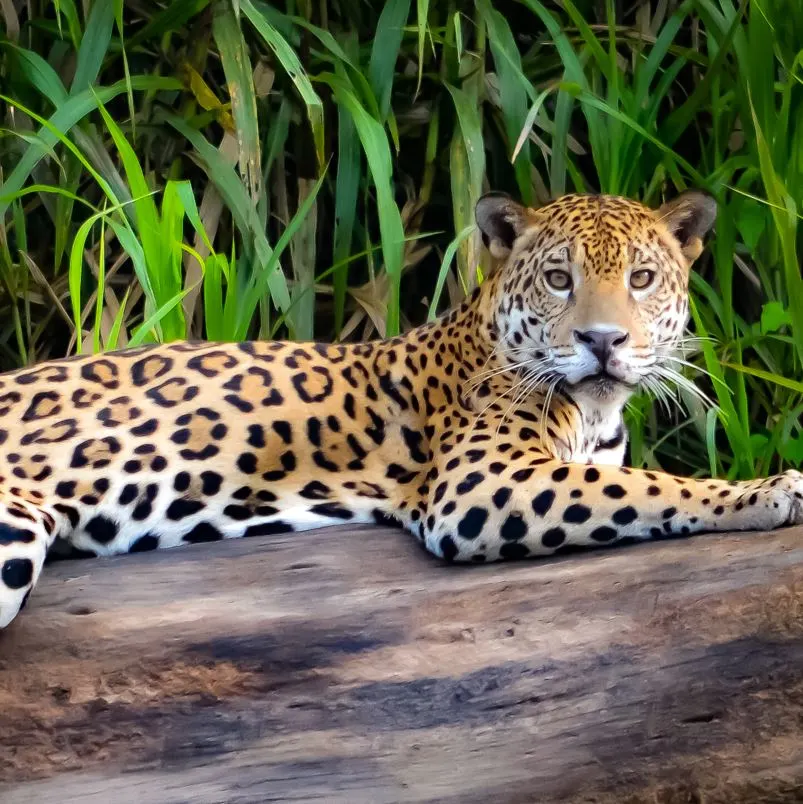 Jaguar 