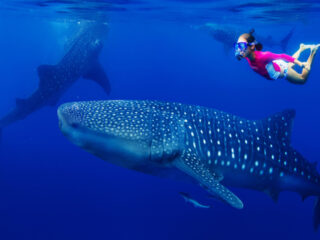 Now Is The Best Time To See Whale Sharks In Cancun And The Mexican Caribbean