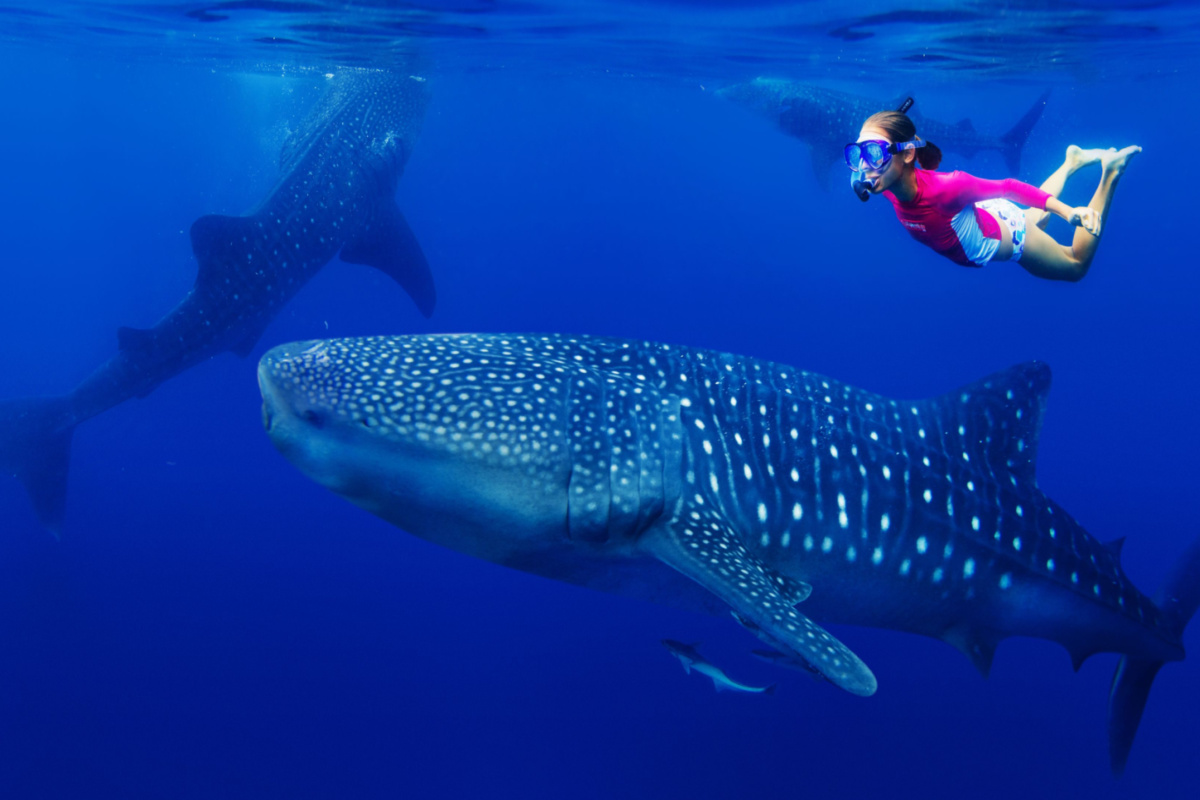 Diver with whale sharks