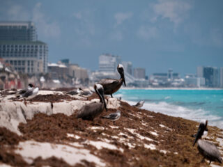 One Of Cancun's Most Popular Beaches Disappears Under Layer Of Sargassum Over The Weekend