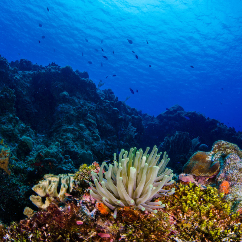 Colourful reefs in the Mexican Caribbean with small fish and blue waters