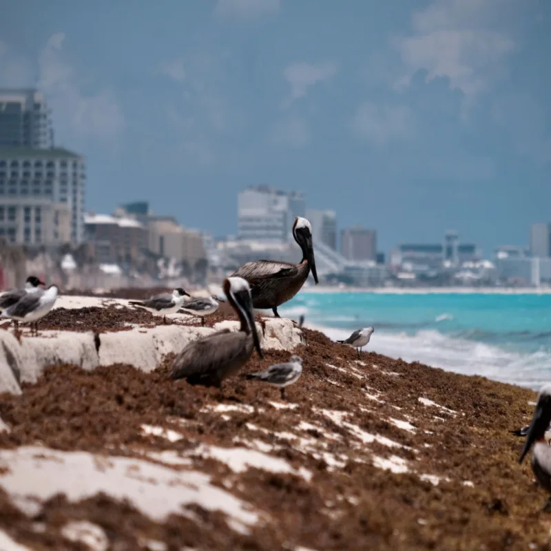 Bird and Sargassum 