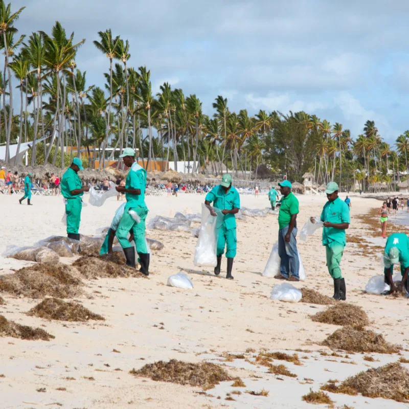 Sargassum cleaners