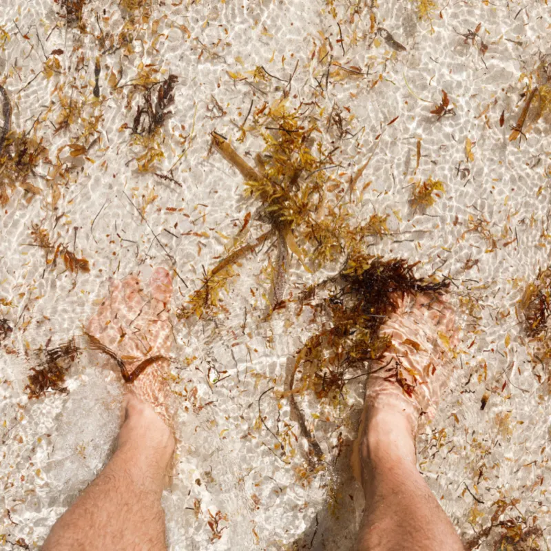 Sargassum in the water