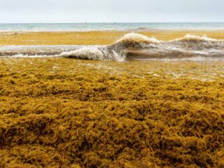 The Best Times To Enjoy A Vacation In Cancun Without Sargassum Seaweed