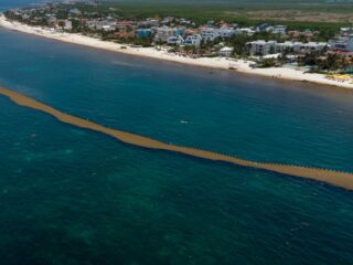 Tulum Sargassum Barriers Set To Be Complete In 10 Days