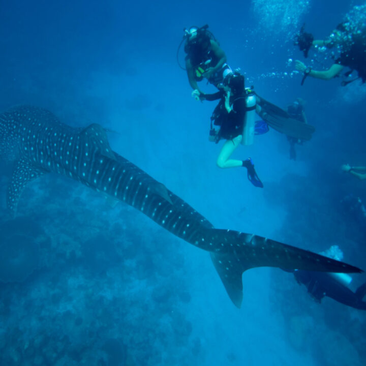 Now Is The Best Time To See Whale Sharks In Cancun And The Mexican ...