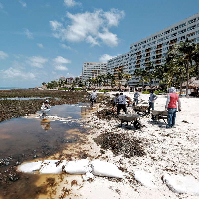 sargassum in front of hotels