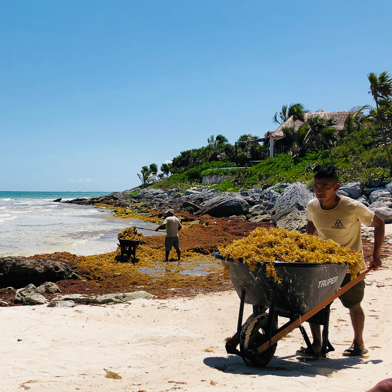 man clearing sargassum from beach