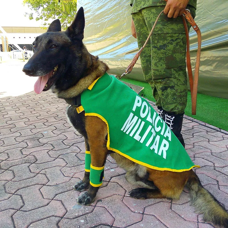 police dog in playa del carmen