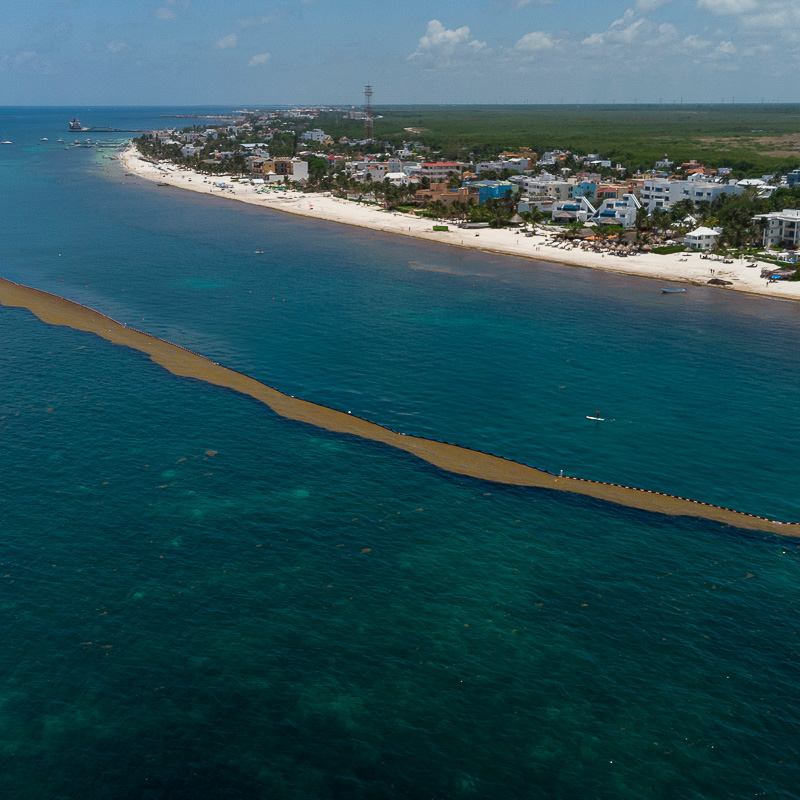 sargassum barrier