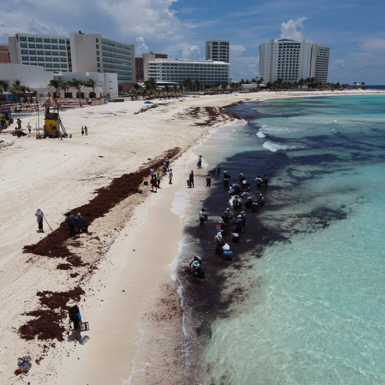 The Best Times To Enjoy A Vacation In Cancun Without Sargassum Seaweed