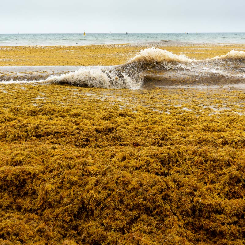 sargasses sur le littoral