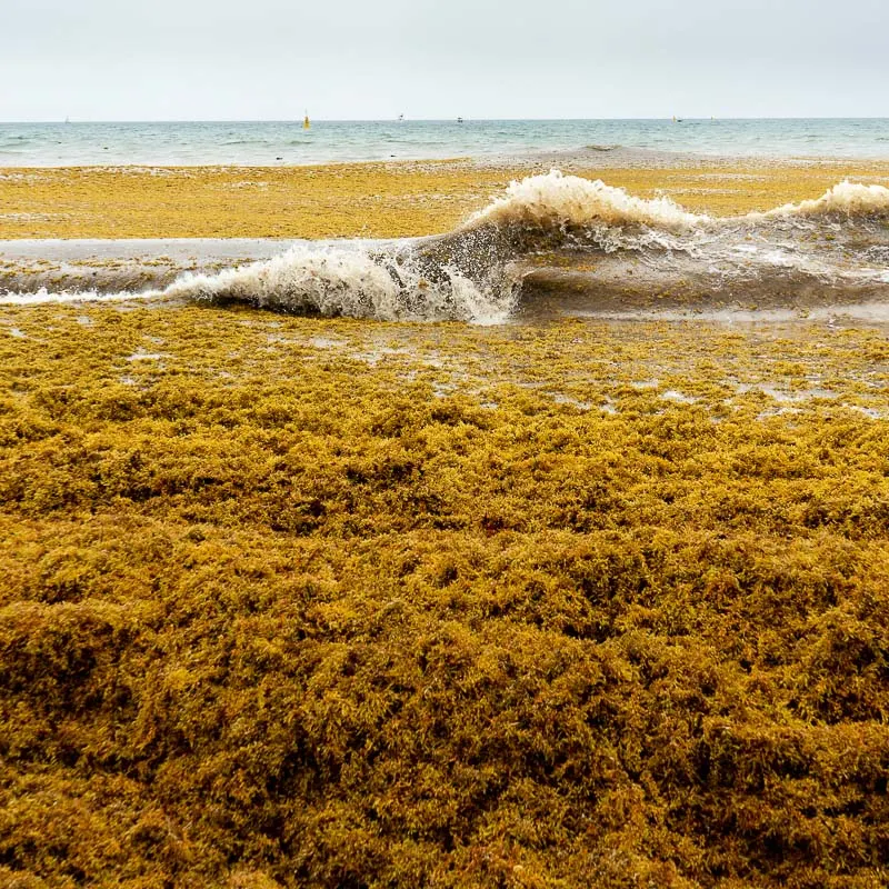 sargassum on the coastline
