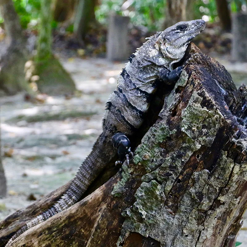 Iguana in Puerto Morelos