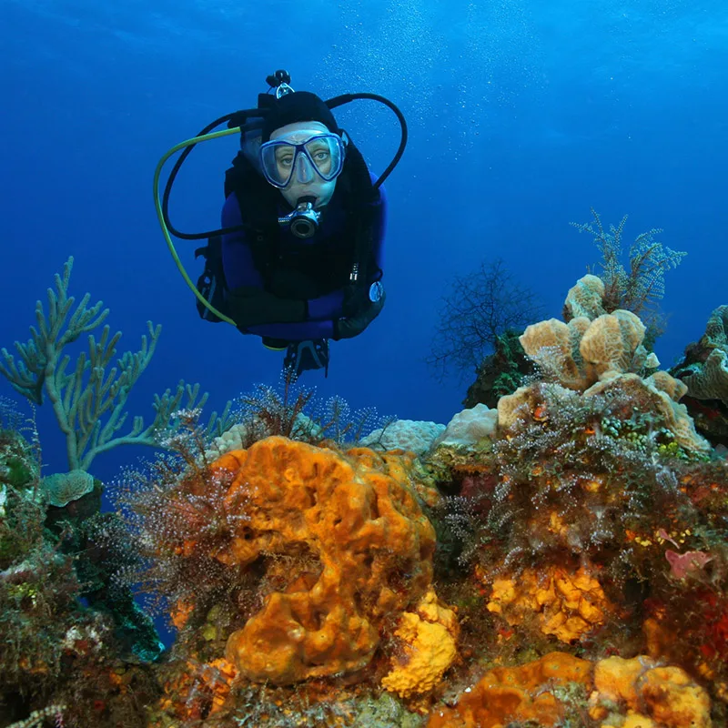 Scuba diver in blue water looking at coral reef.