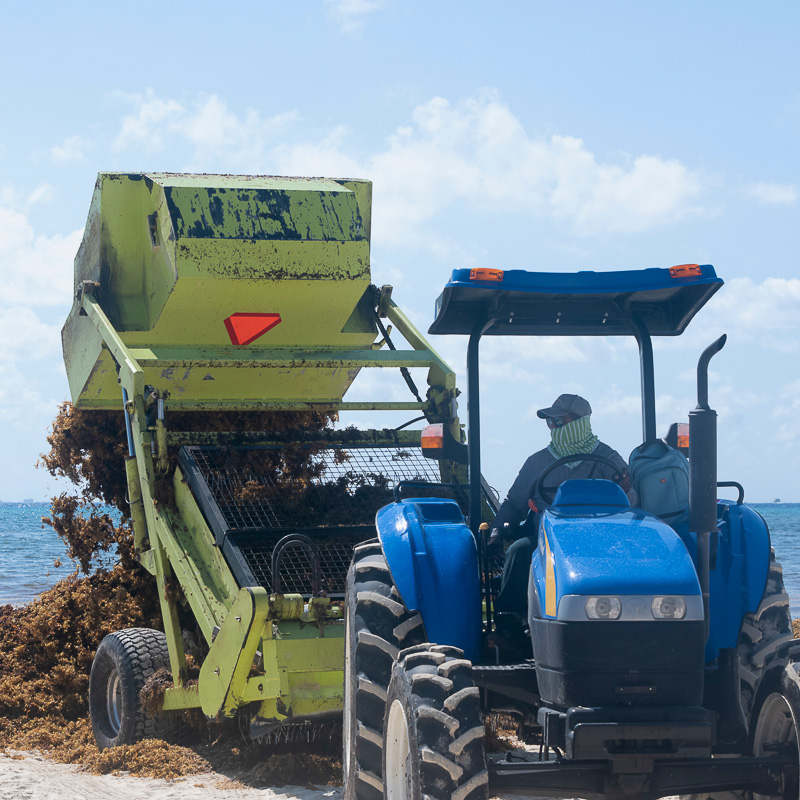 Tractor clearing sargassum from the beaches in the Mexican Caribbean.