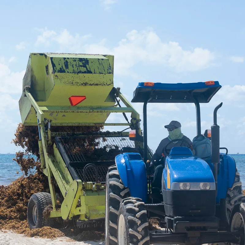 Tractor clearing sargassum from the beaches in the Mexican Caribbean.