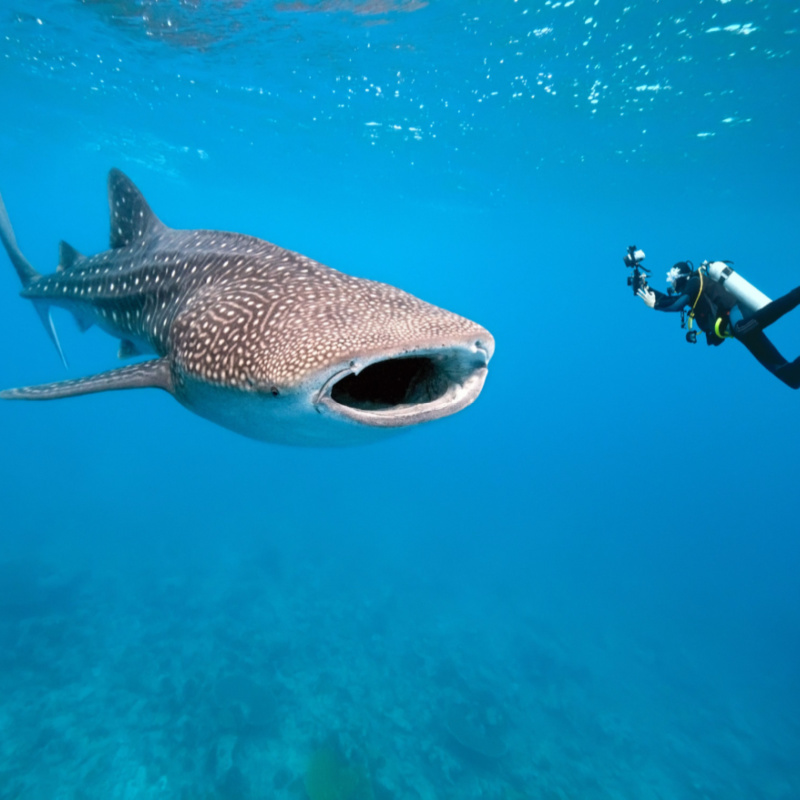 plongeur requin baleine