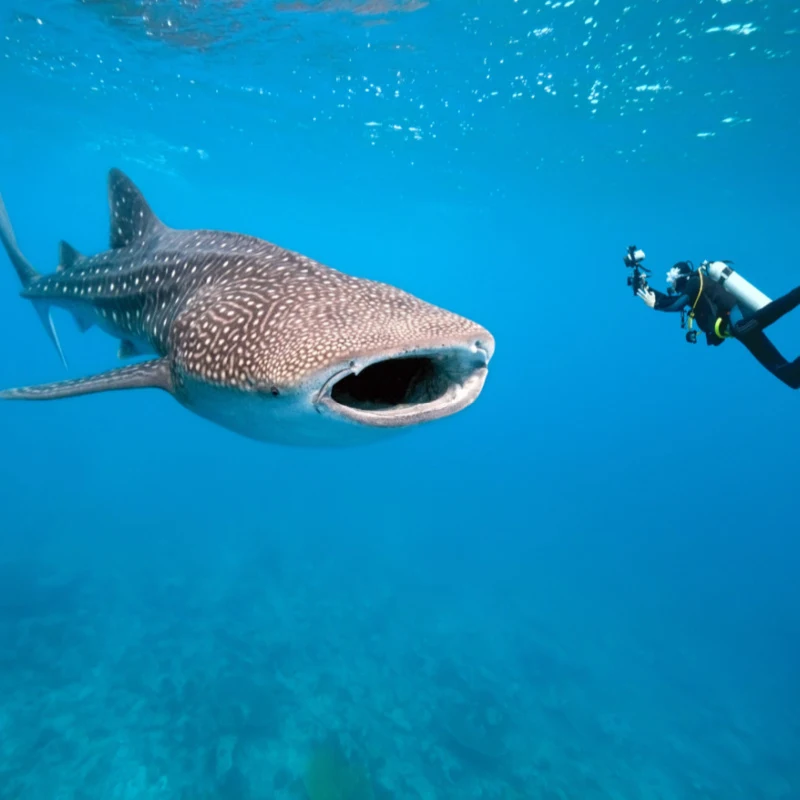 whale shark diver