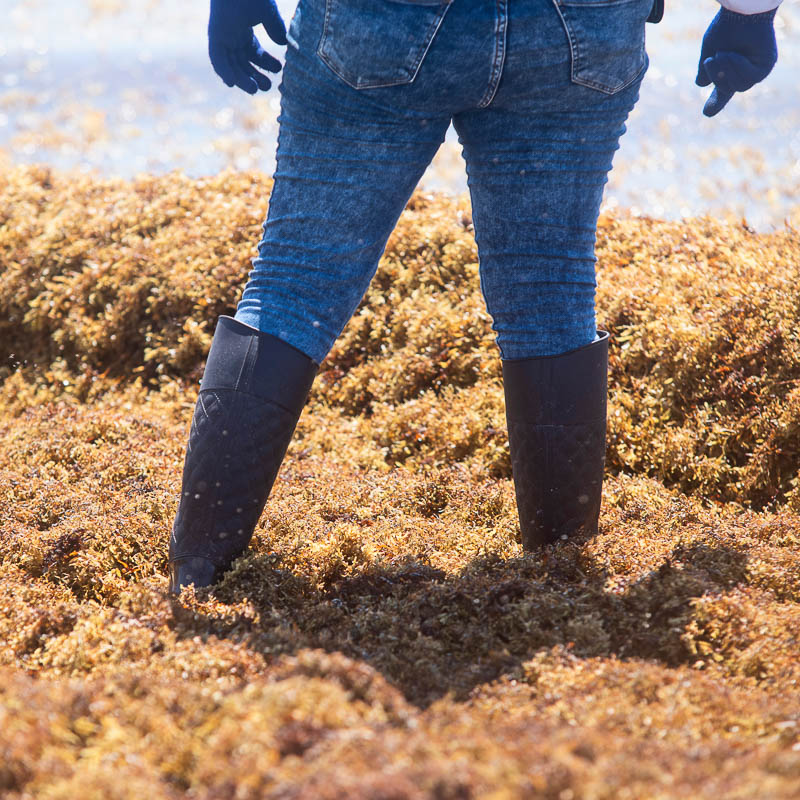 woman standing in sargassum