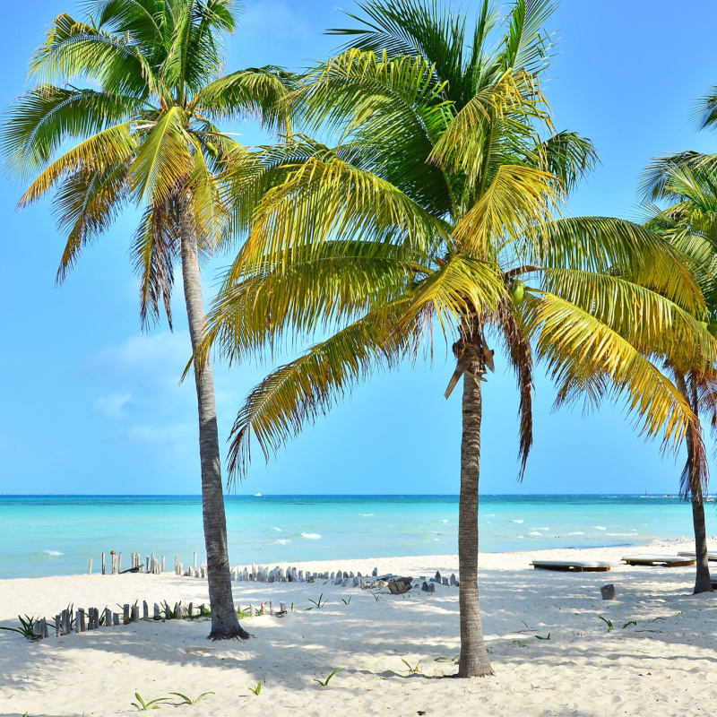 Isla Mujeres palm trees