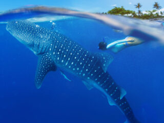 Popularity Of Whale Shark Tours On The Rise In Cancun