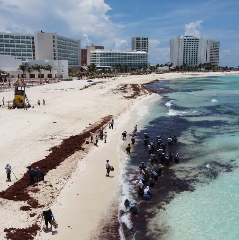 Experts Warn That Sargassum In Cancun Can Cause Mild Skin Rashes For Some  Tourists - Cancun Sun