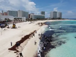 Sargassum Season Almost Over In Cancun
