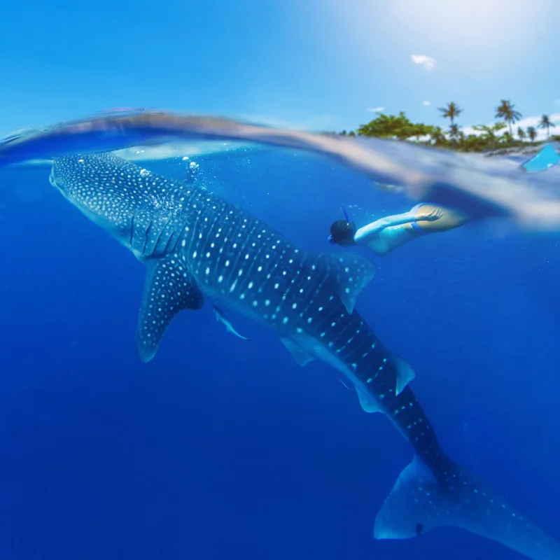 Whale shark diver