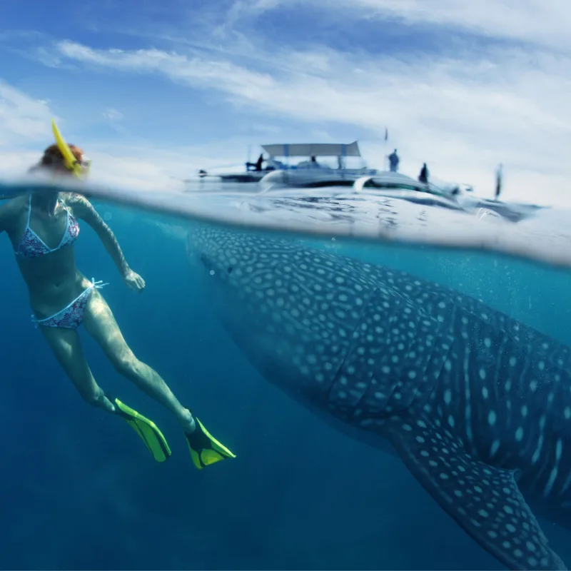 Whale shark tour