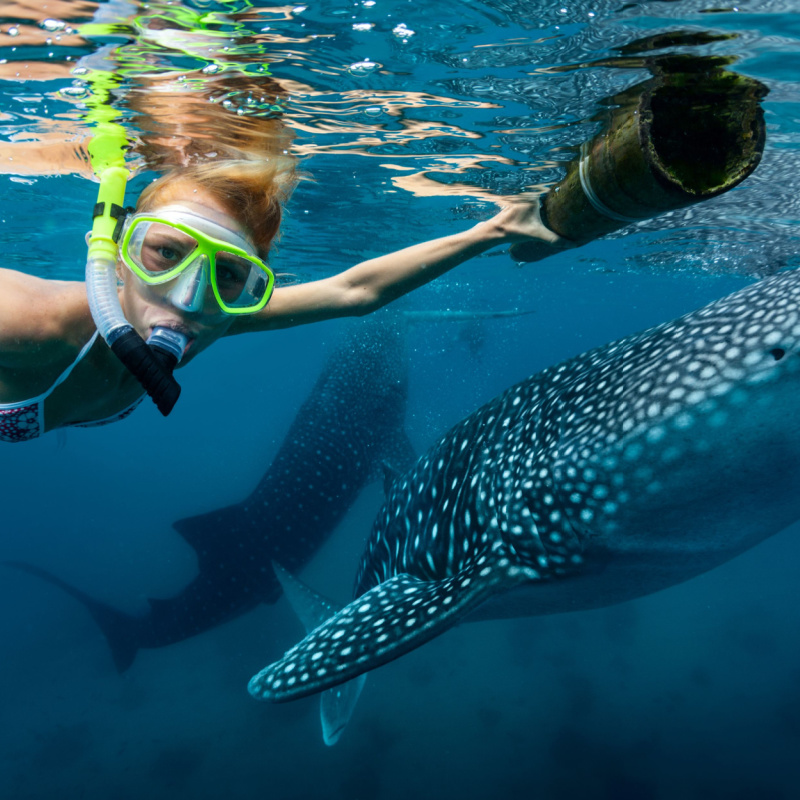 woman swimming with whale sharks