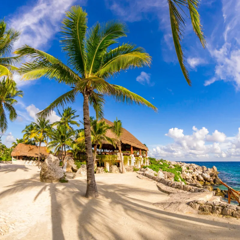 Xcaret palm trees