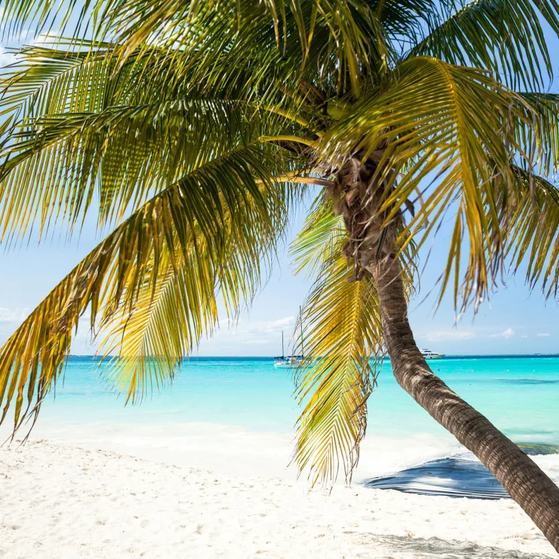 Palm Tree in Costa Mujeres near Cancun, Mexico.