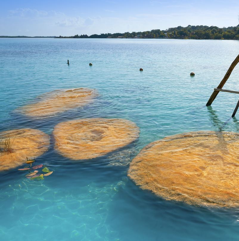 Stromatolites in Bacalar Lagoon